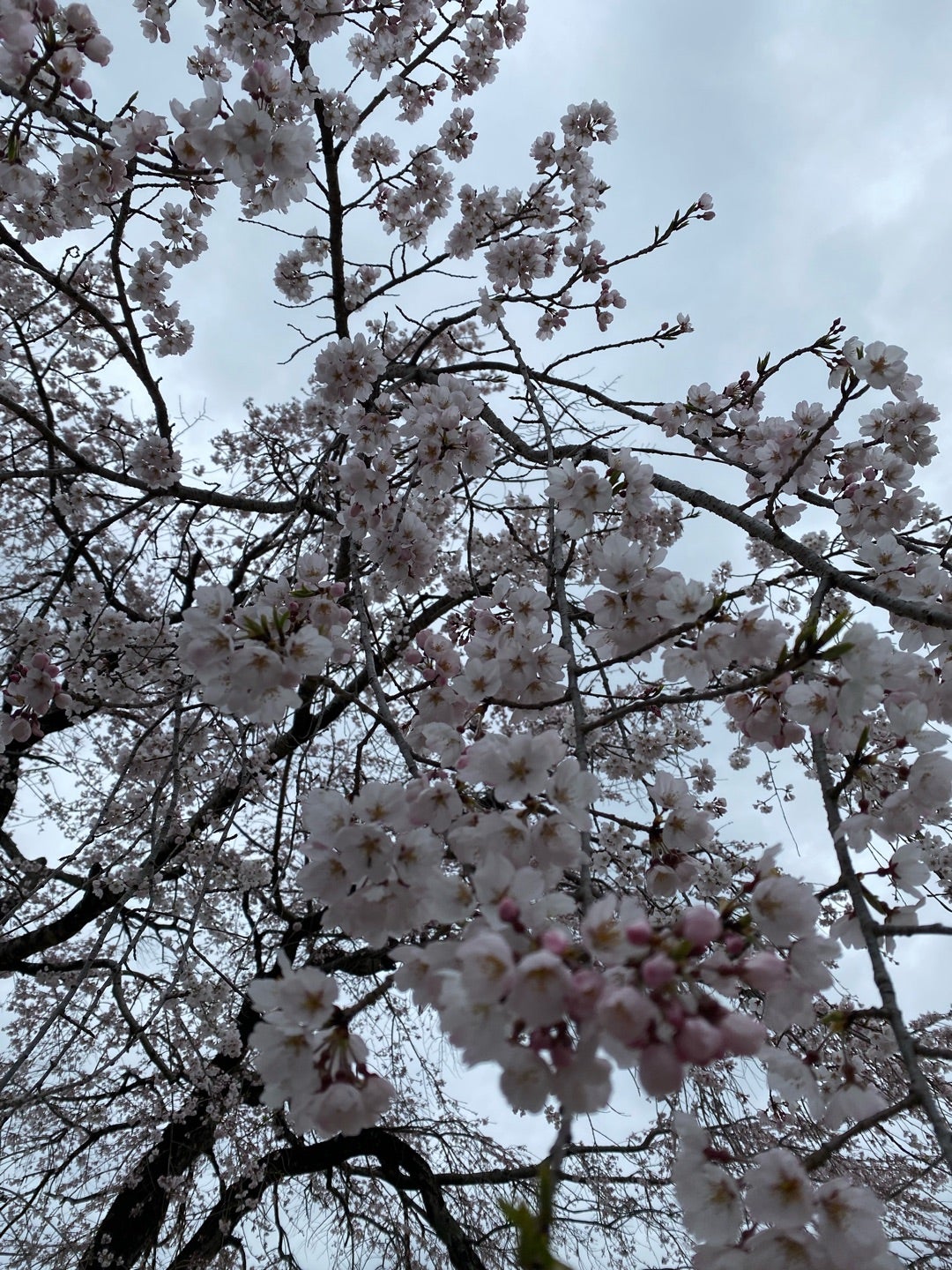 今日は新年度の始まり！