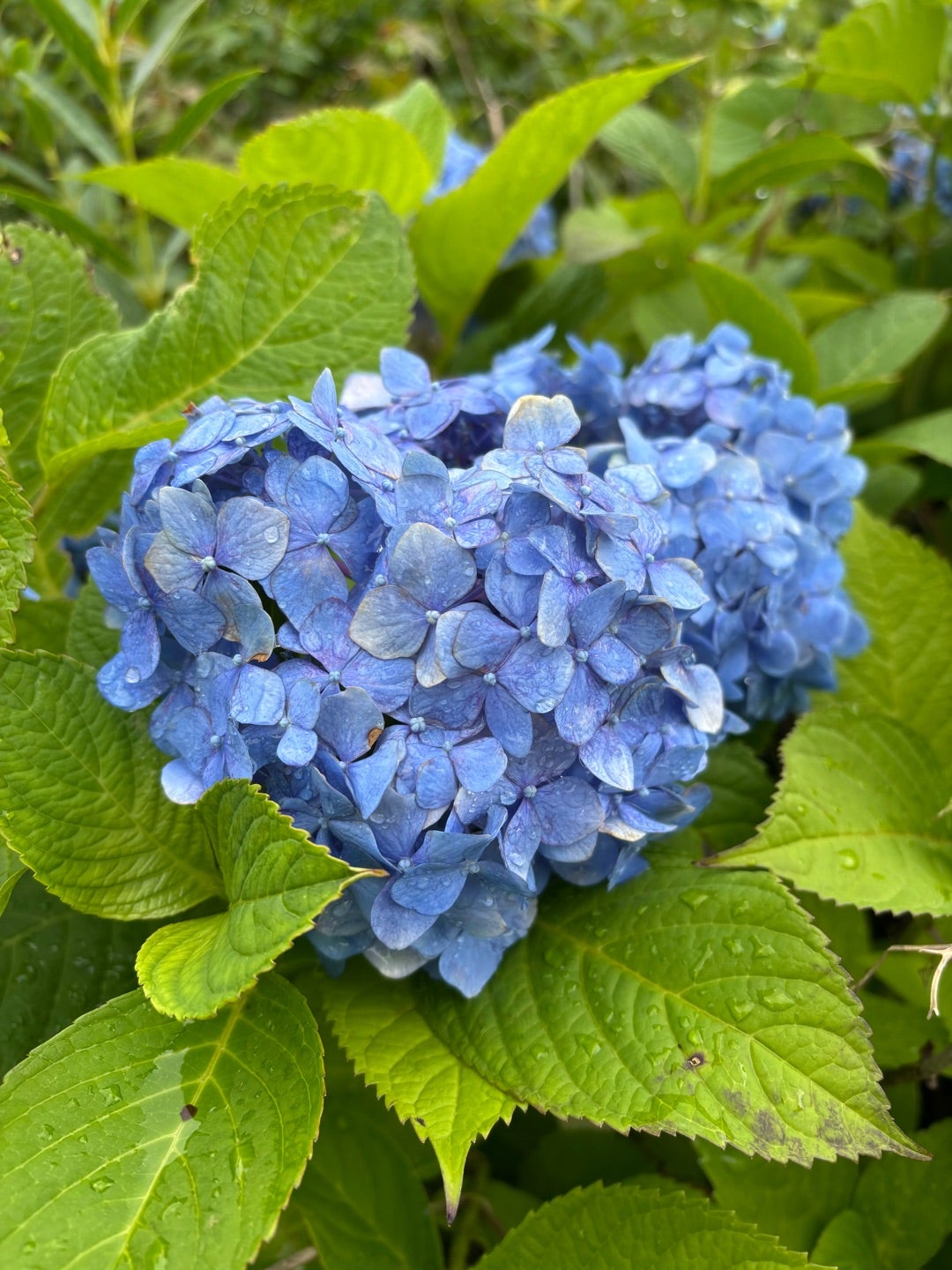 梅雨